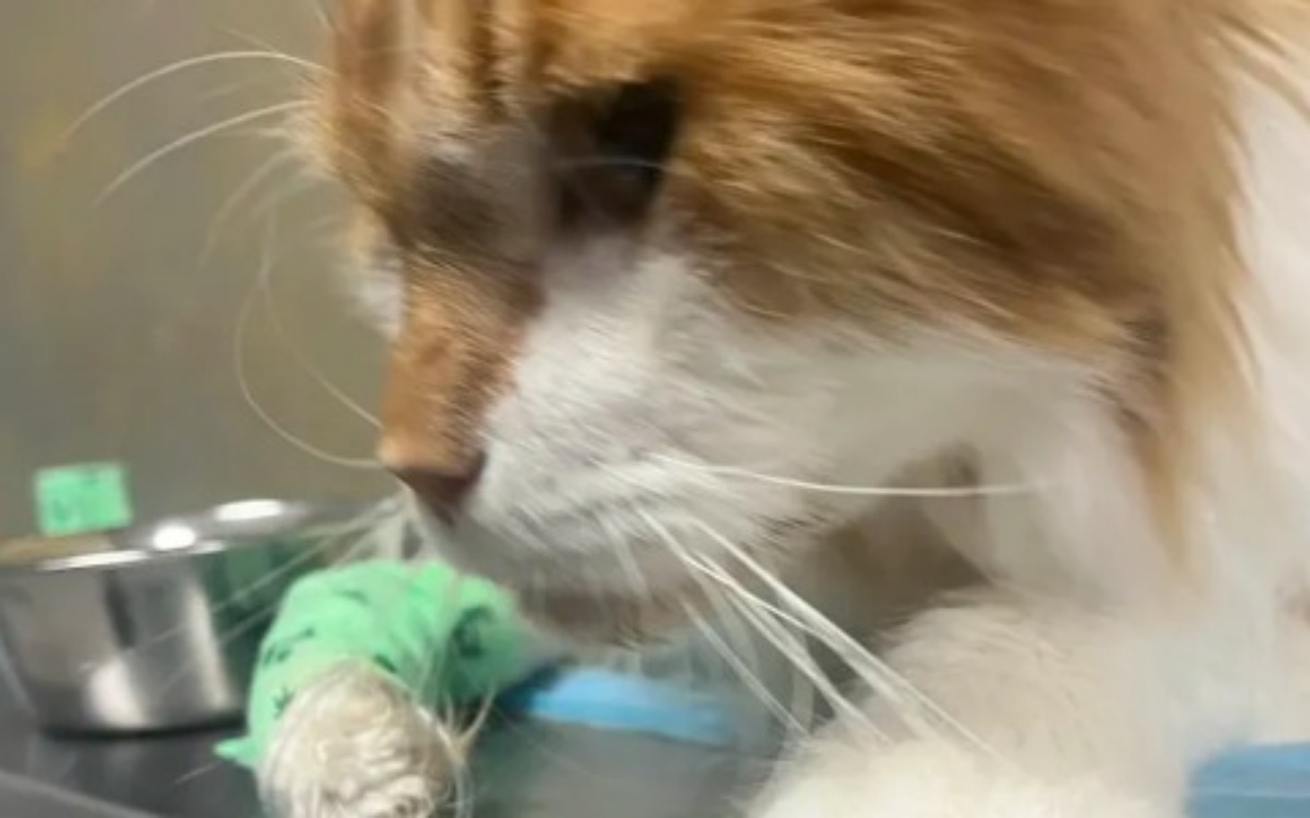 Kot w klinice weterynaryjnej, z bliska na jego twarz.