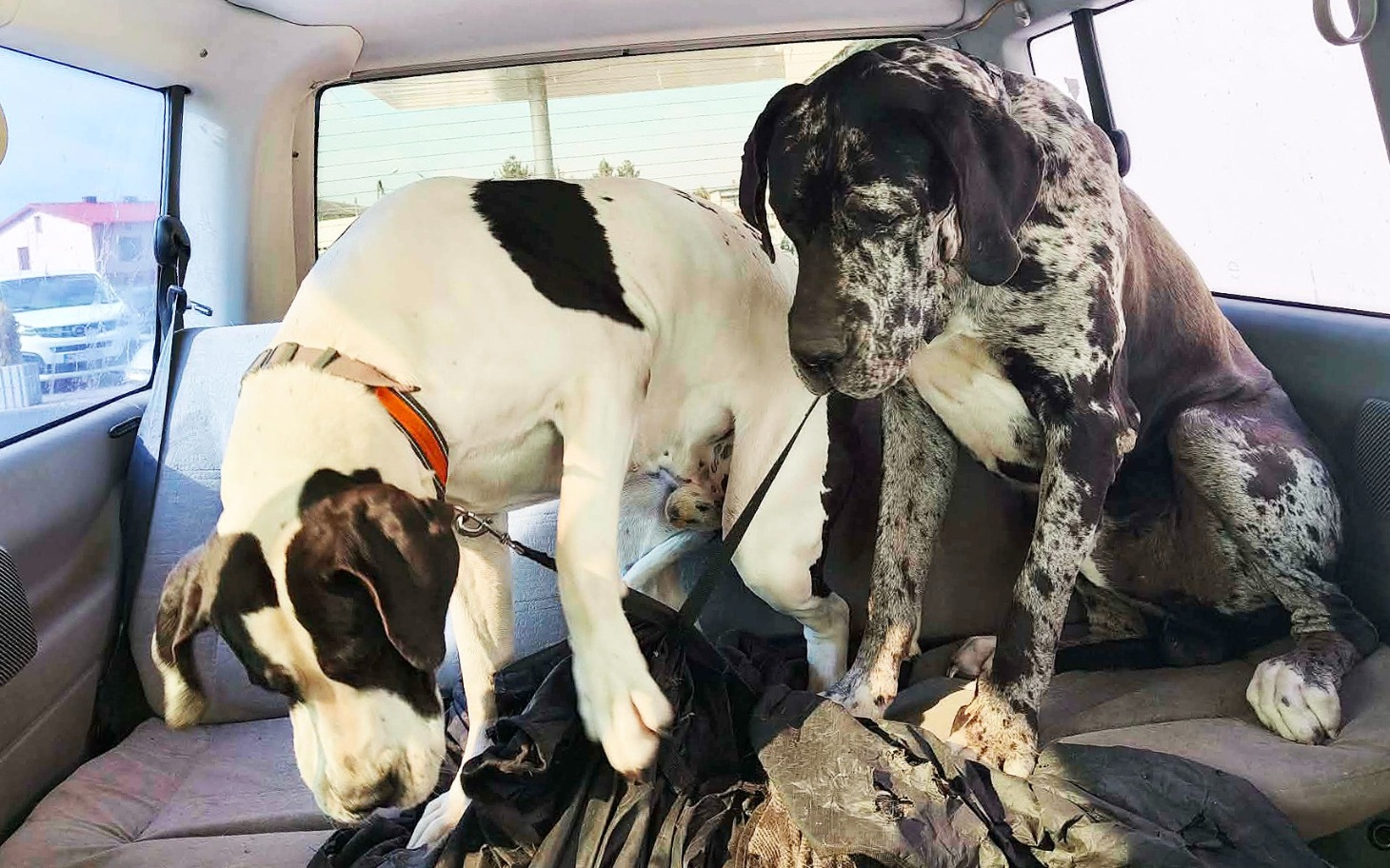 
        Dwa psy w samochodzie, jeden z nich na siedzeniu.
    