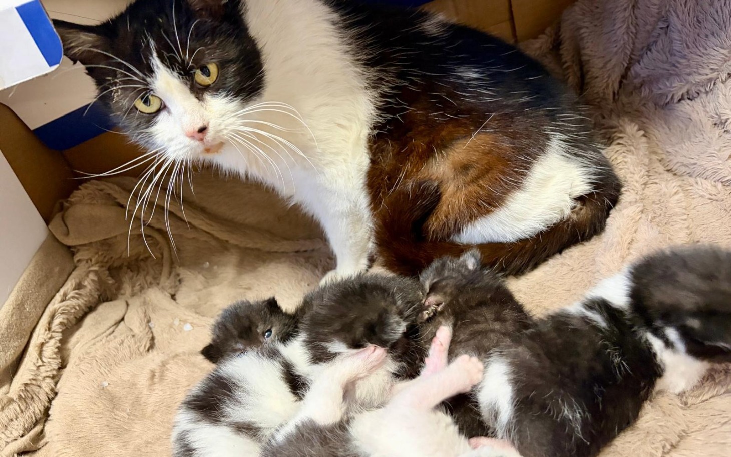 
        Kotka z kociętami w przytulnym miejscu.
    