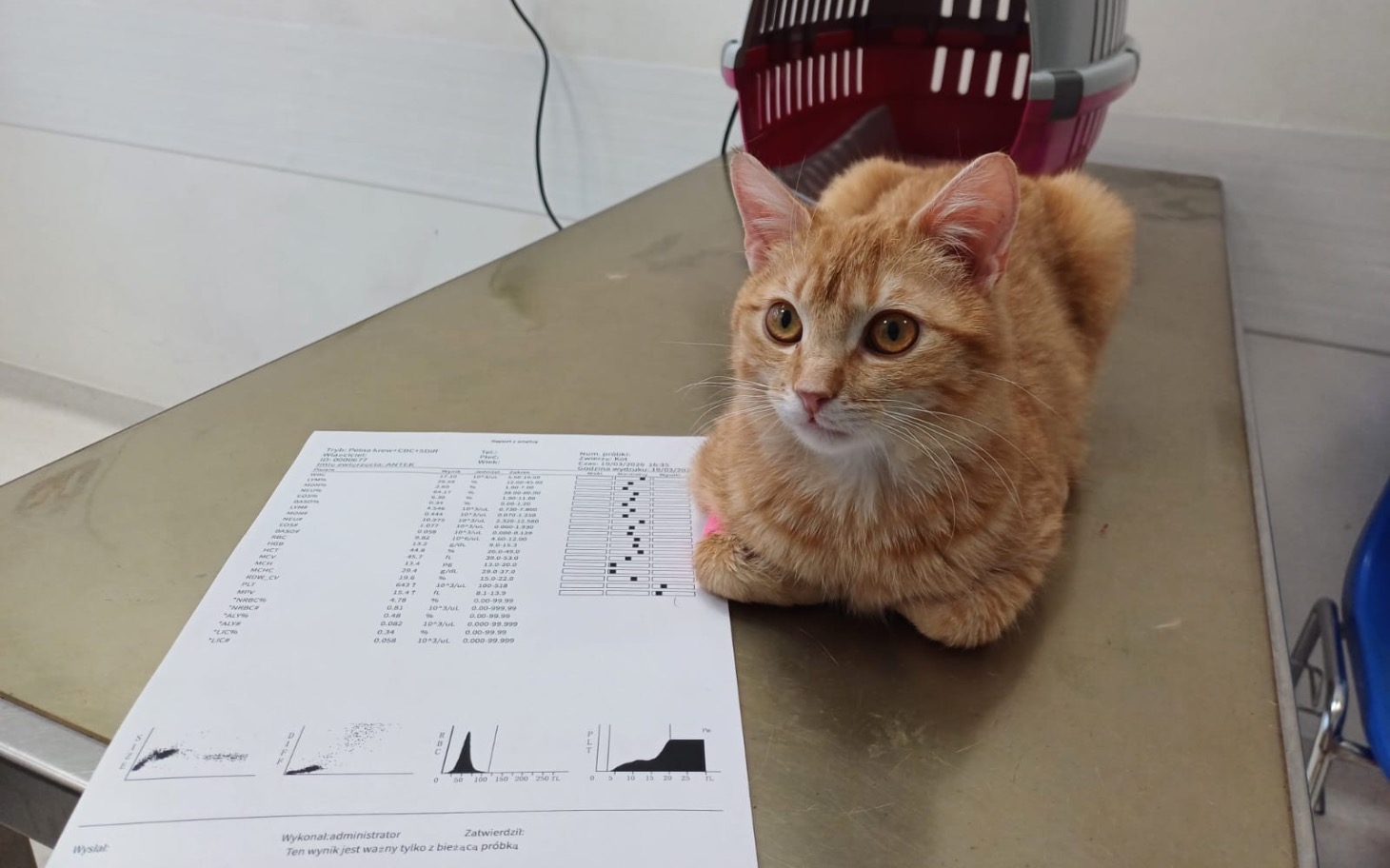
        Rudy kot siedzi na stole w klinice weterynaryjnej, obok dokumenty.
    