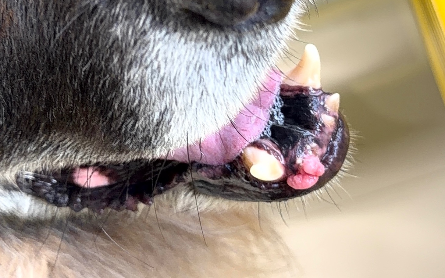 
        Zbliżenie na pysk psa z widocznymi zębami i różowymi naroślami.
    