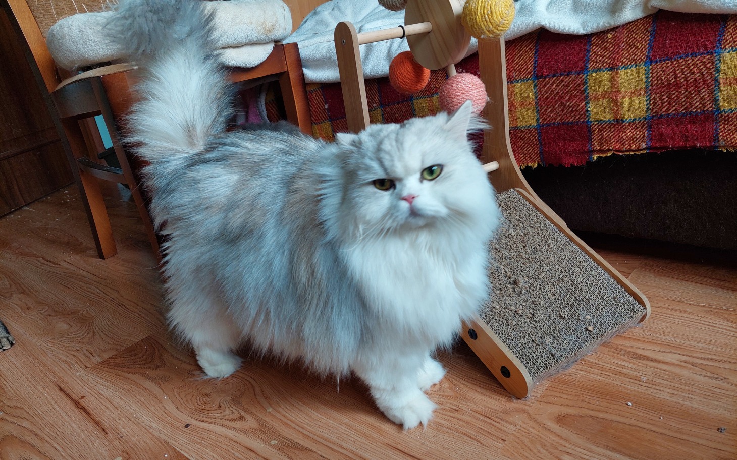 
        Perski kot z długim futrem, stojący obok drapaka.
    