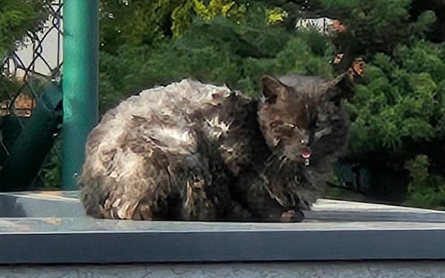 
        Kot siedzący na dachu, z mokrym futrem, w słoneczny dzień.
    