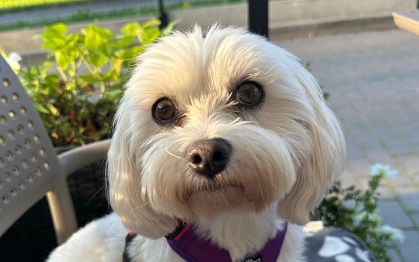 
        Pies w białej sierści z dużymi oczami.
    