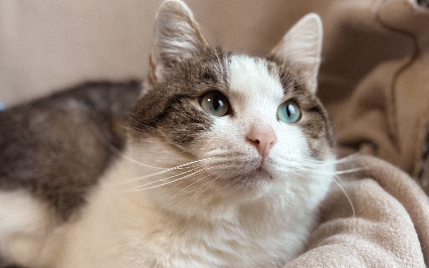 
        Kot o szarym umaszczeniu, wpatrujący się w obiektyw.
    