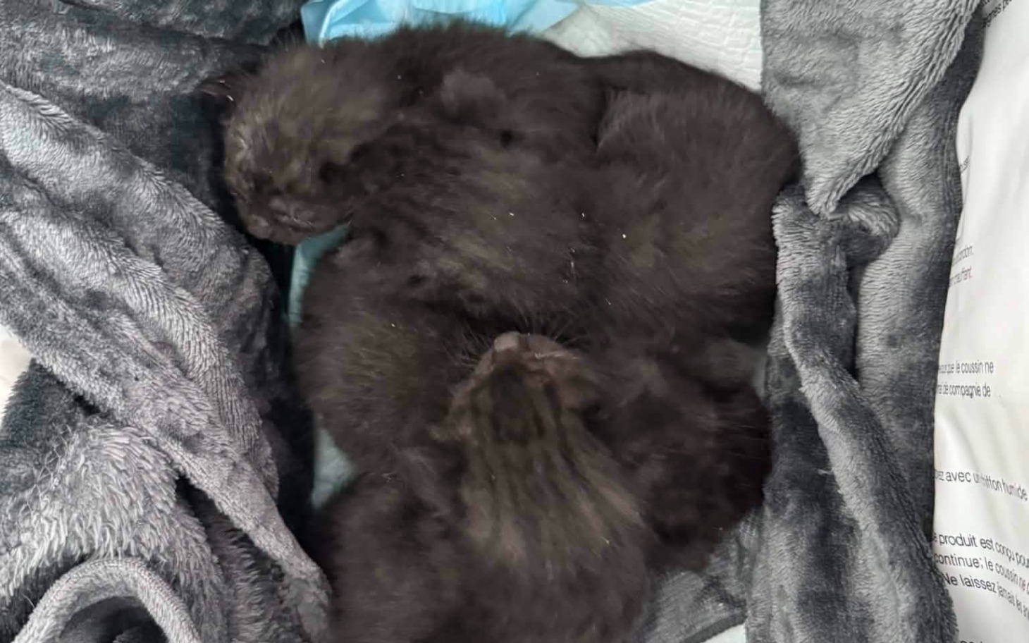 
        Kocięta śpiące w miękkim kocyku, zlewające się w jedną kulkę.
    