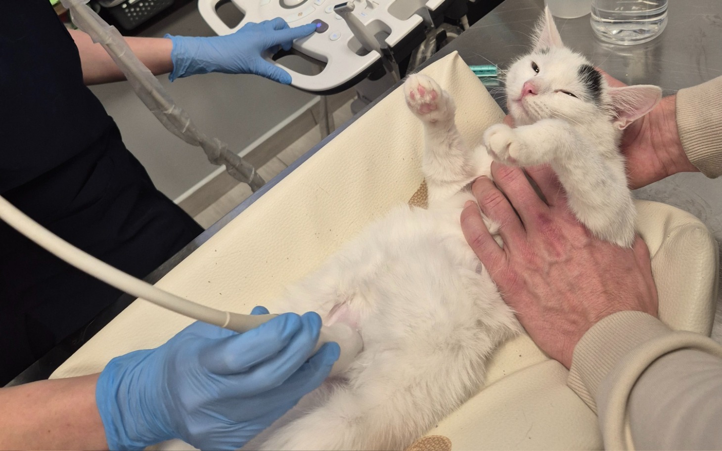 
        Kot na stole weterynaryjnym, otrzymujący badanie.
    