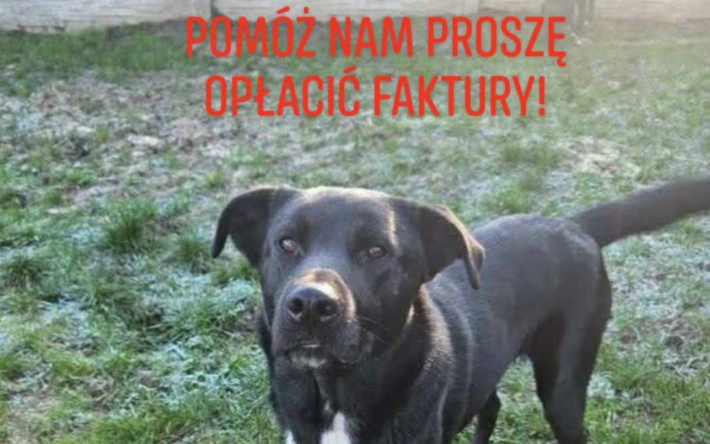 Czarny pies z napisem o pomocy finansowej.