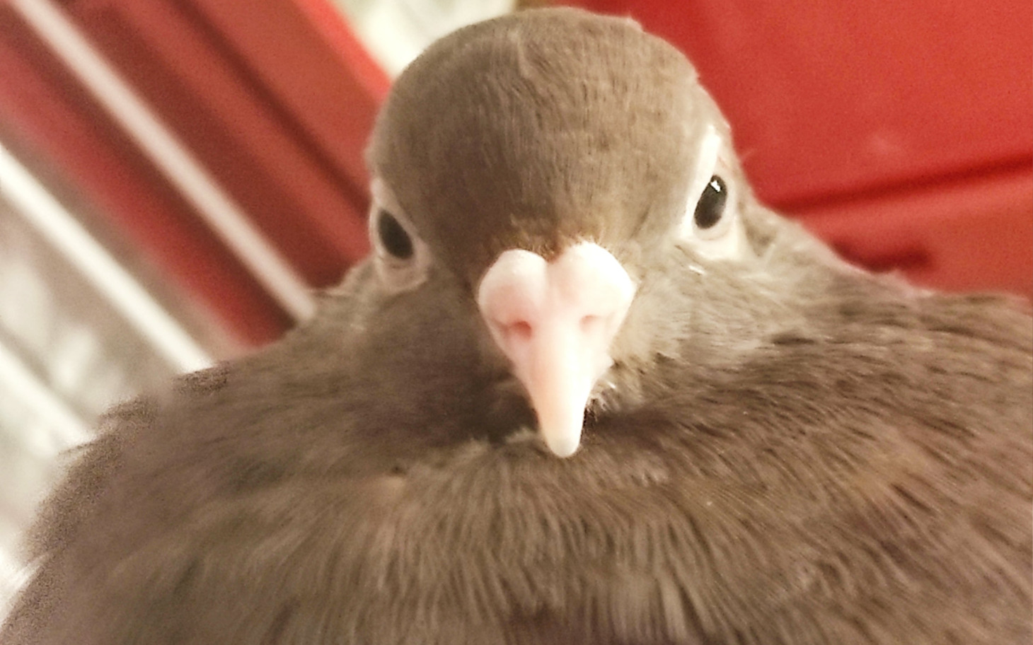 
        Zbliżenie na ptaka, z wyraźnym widokiem na jego twarz.
    