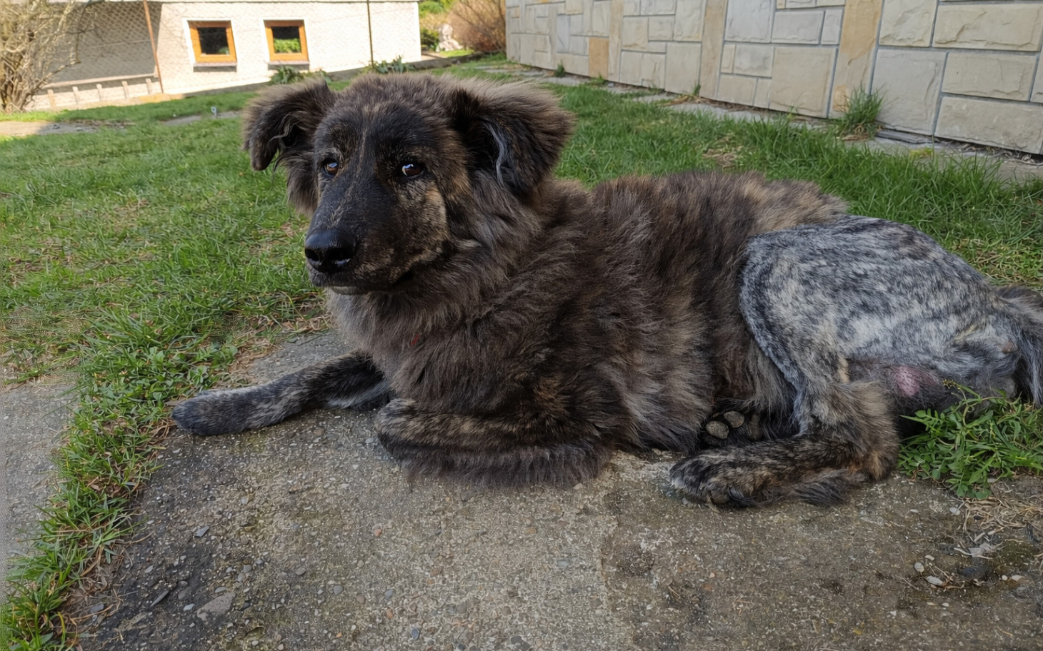 
        Pies leżący na trawie, z brązowym futrem i szarymi łatami.
    