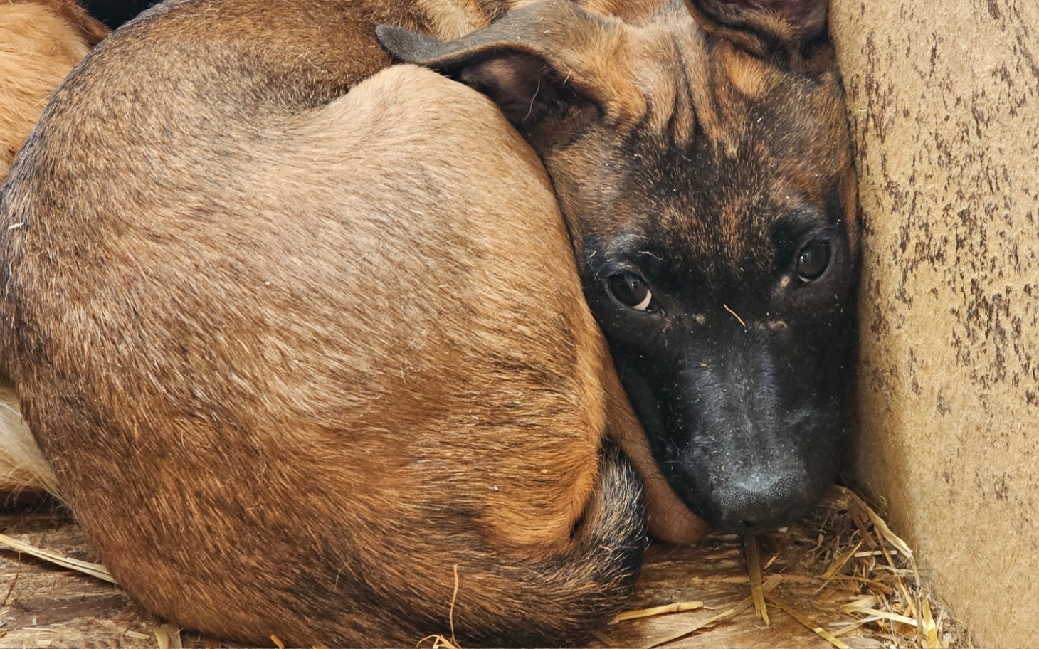 
        Smutny pies zwinięty w kłębek, szukający poczucia bezpieczeństwa.
    