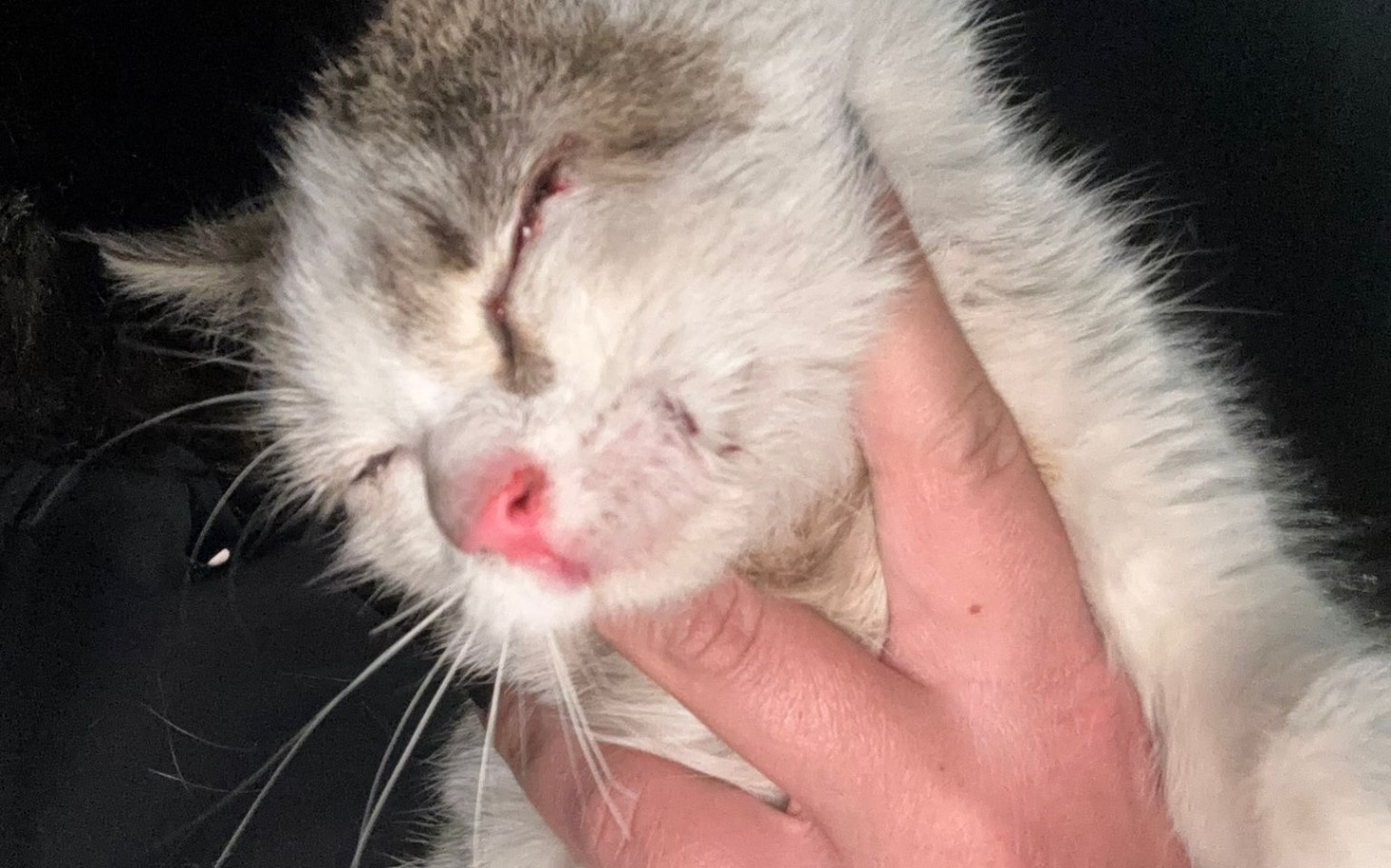 
        Kot trzymany na rękach, ma zamknięte oczy.
    