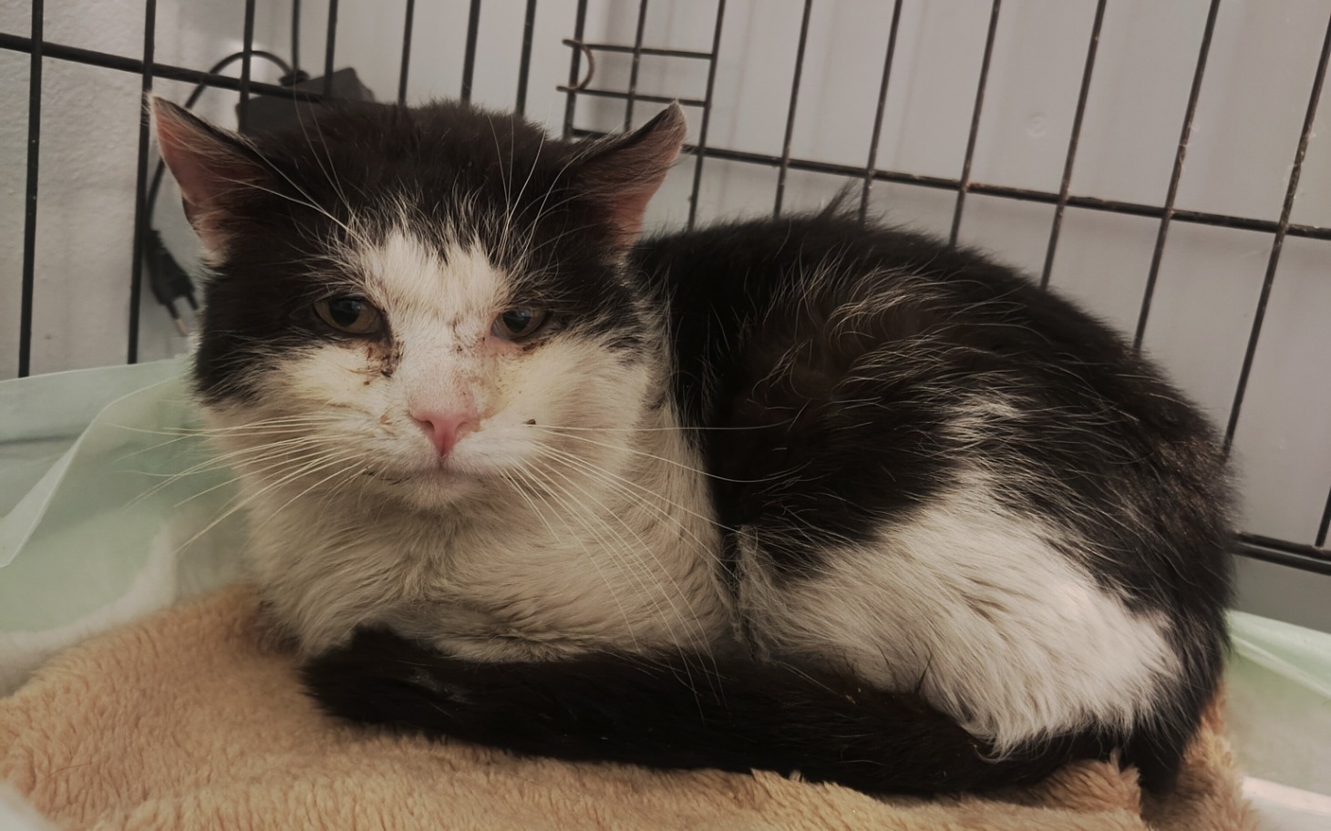 
        Kot w klatce, z wyrazem spokoju i relaksu.
    