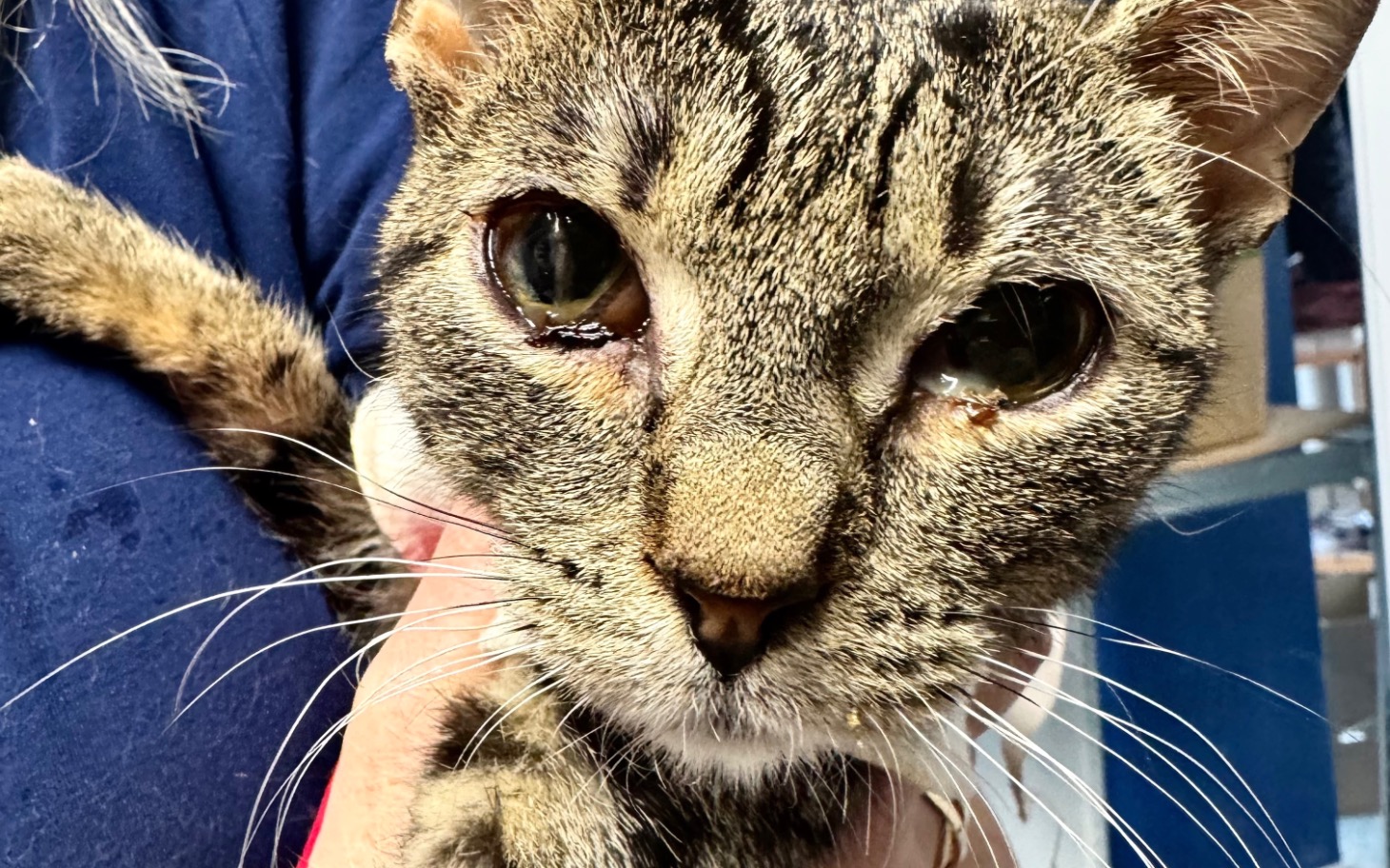 
        Kot z wyraźnymi oczami, trzymany na rękach.
    