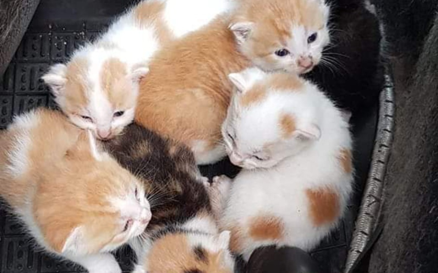 
        Grupa małych kociąt w różnych kolorach, śpiących razem.
    