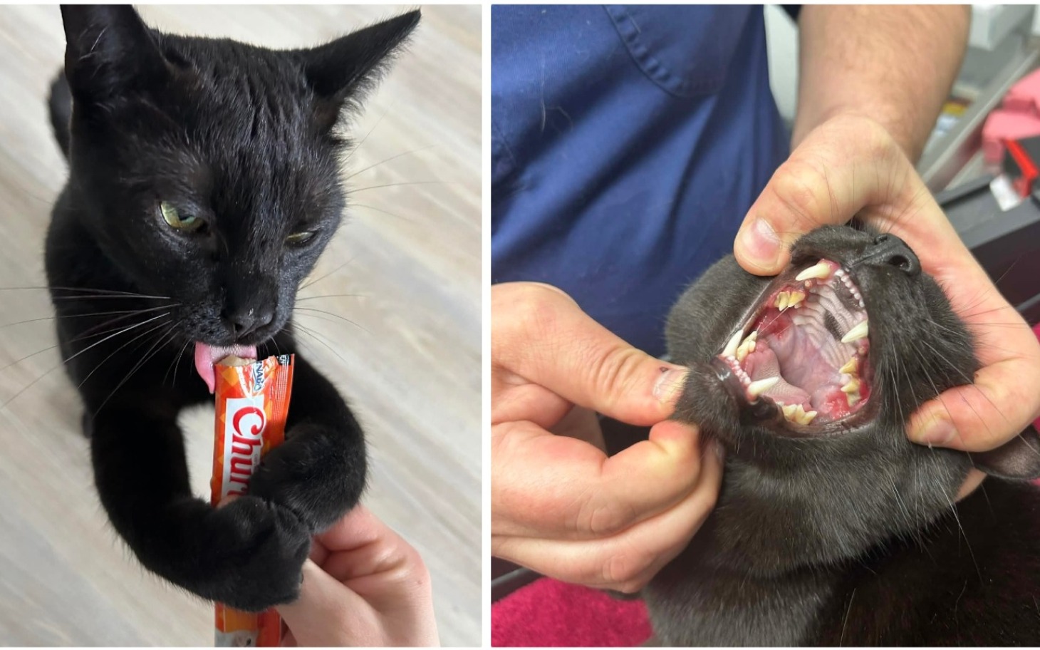 
        Czarny kot trzymający cukierka, obok zdjęcie z badania jamy ustnej.
    