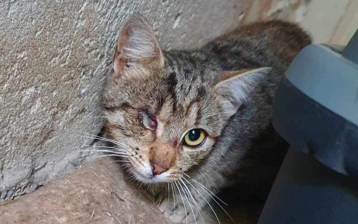 
        Kot z uszkodzoną ślepką, schowany w kącie.
    