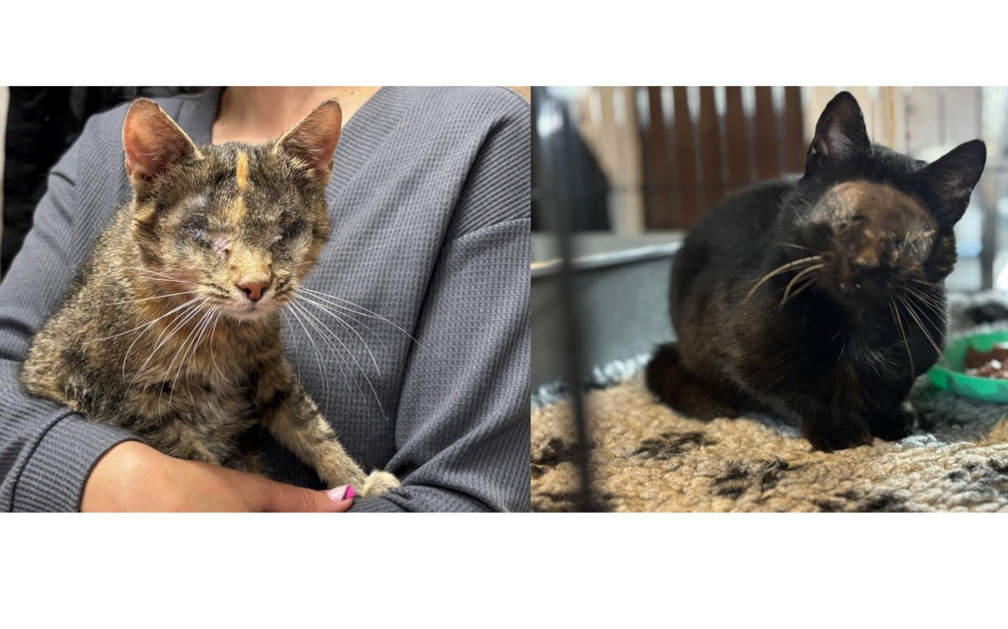 
        Dwa koty w schronisku, jeden z nich z uszkodzonym okiem.
    