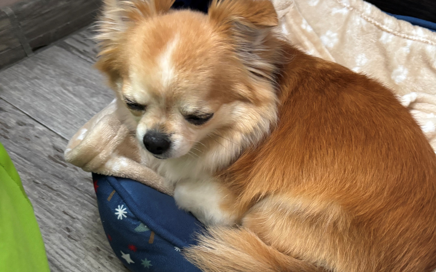 
        Mały pies rasy chihuahua śpiący w swoim legowisku.
    