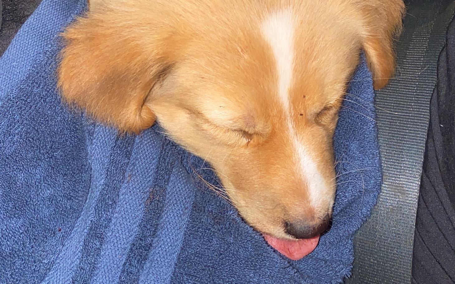 
        Słodki szczeniak śpi na niebieskim ręczniku.
    