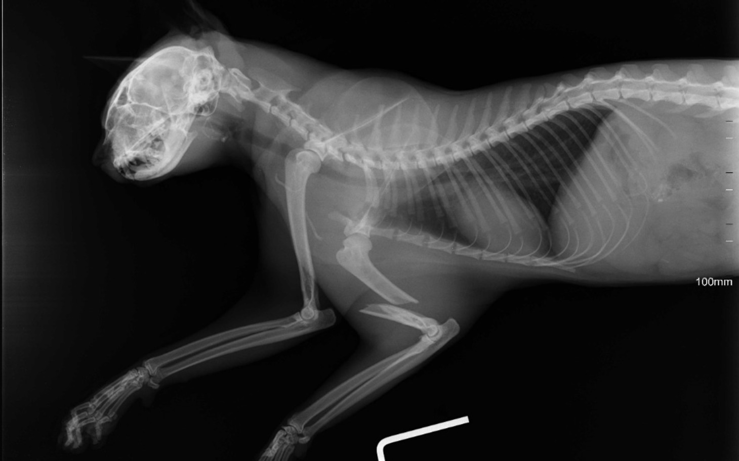 
        Rentgen kota, ukazujący jego szkielet.
    