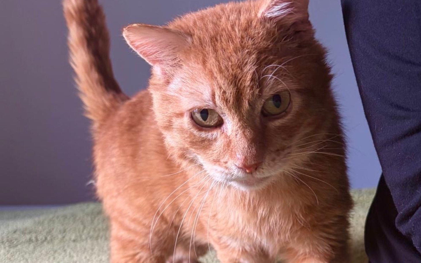 
        Rudy kot patrzący w obiektyw, z wyraźnymi zielonymi oczami.
    