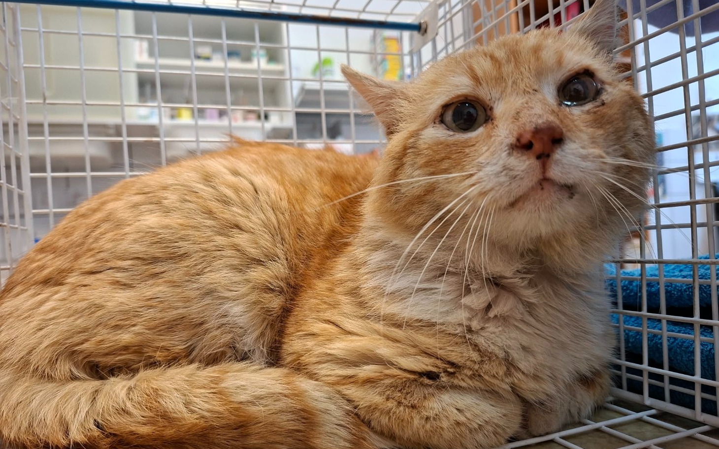 
        Rudy kot odpoczywający w klatce, z wyrazem smutku w oczach.
    