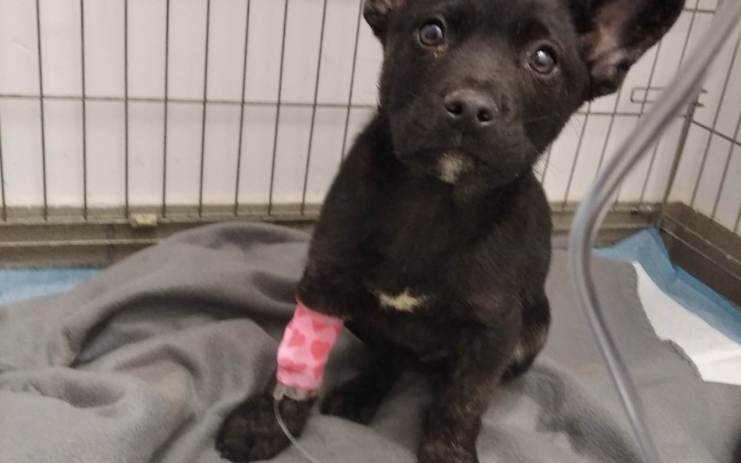 
        Mały piesek z opatrunkiem na łapie, siedzący na kocu.
    