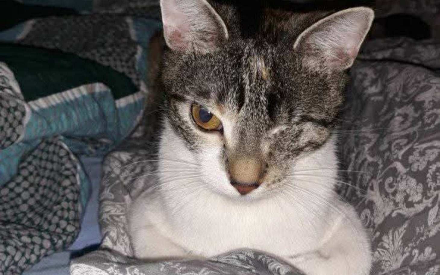 
        Kot z jednym okiem, leżący na pościeli.
    