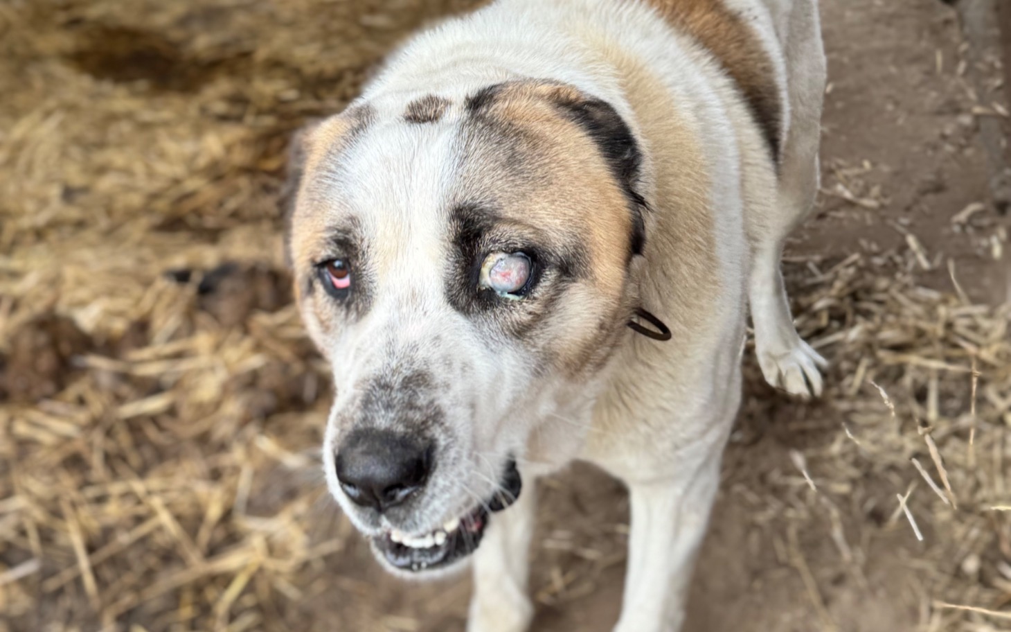 
        Pies z uszkodzoną gałką oczną na tle stajni.
    