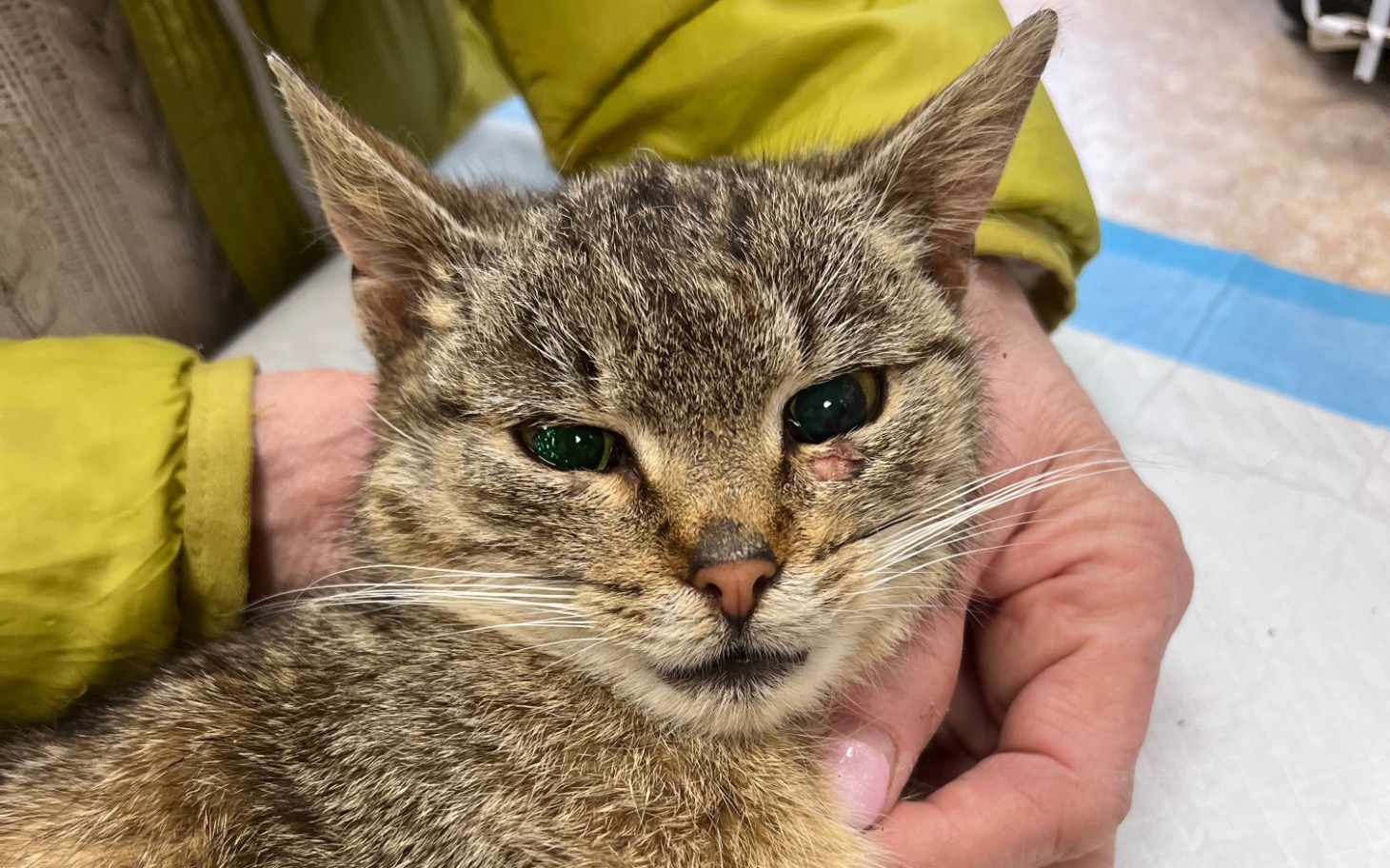 
        Kot z zielonymi oczami, trzymany w rękach.
    