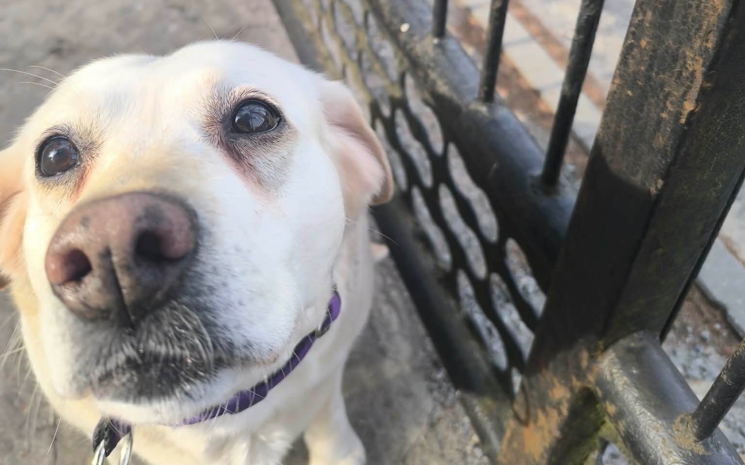 
        Labrador patrzący na kamerę z bliska.
    