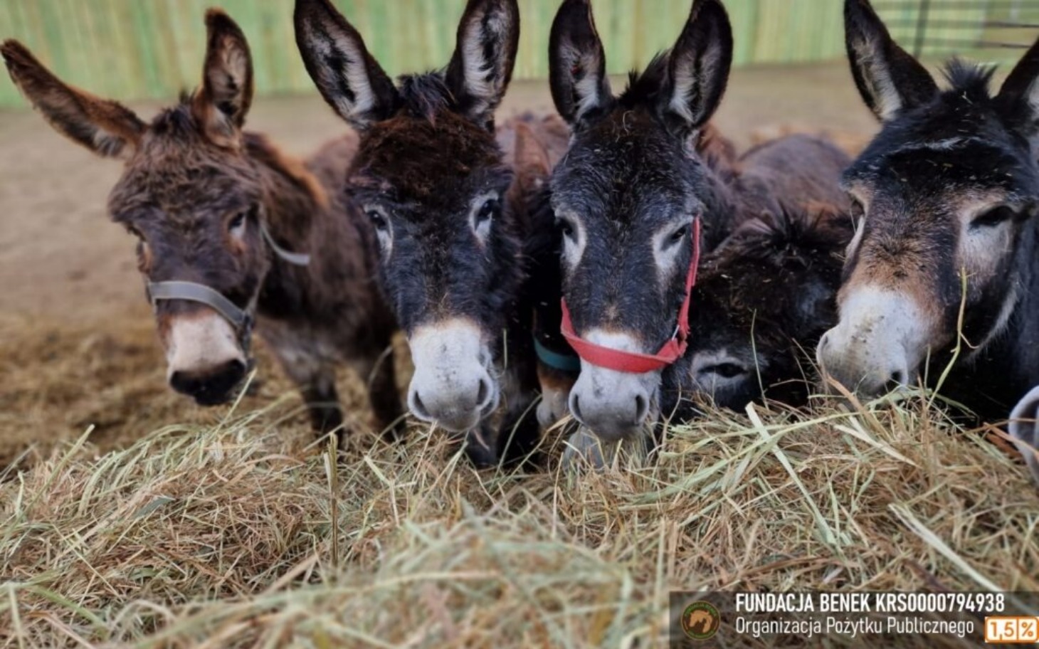 
        Grupa osłów jedzących siano w stajni.
    