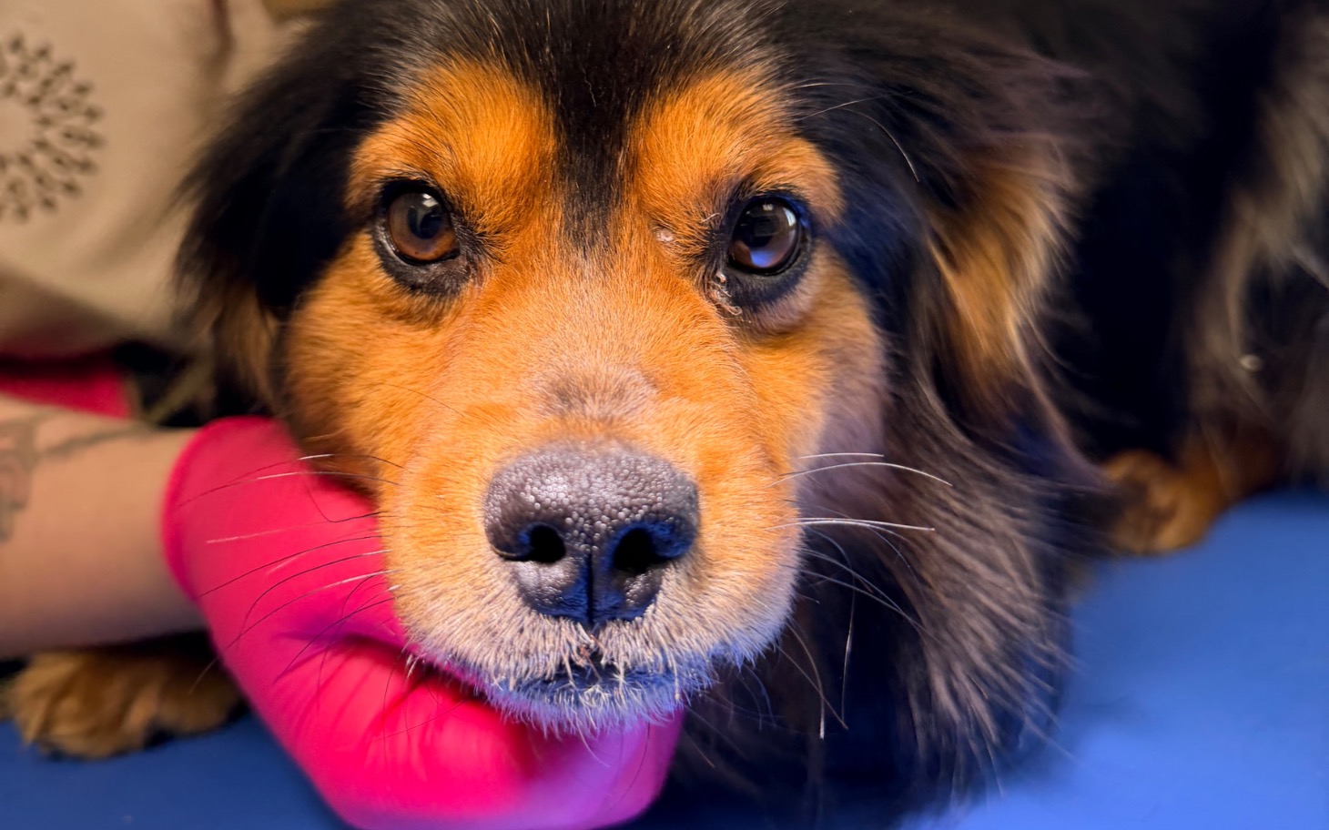 
        Pies z wyrazem twarzy, w towarzystwie opiekuna.
    