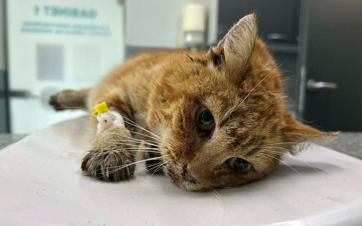 
        Chory kot leży na stole, z opaską na łapie.
    