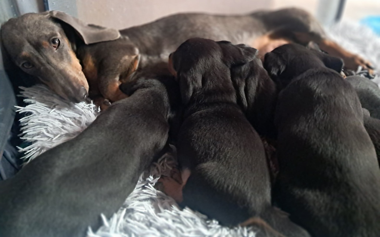 
        Szczenięta dachshunda w towarzystwie matki.
    