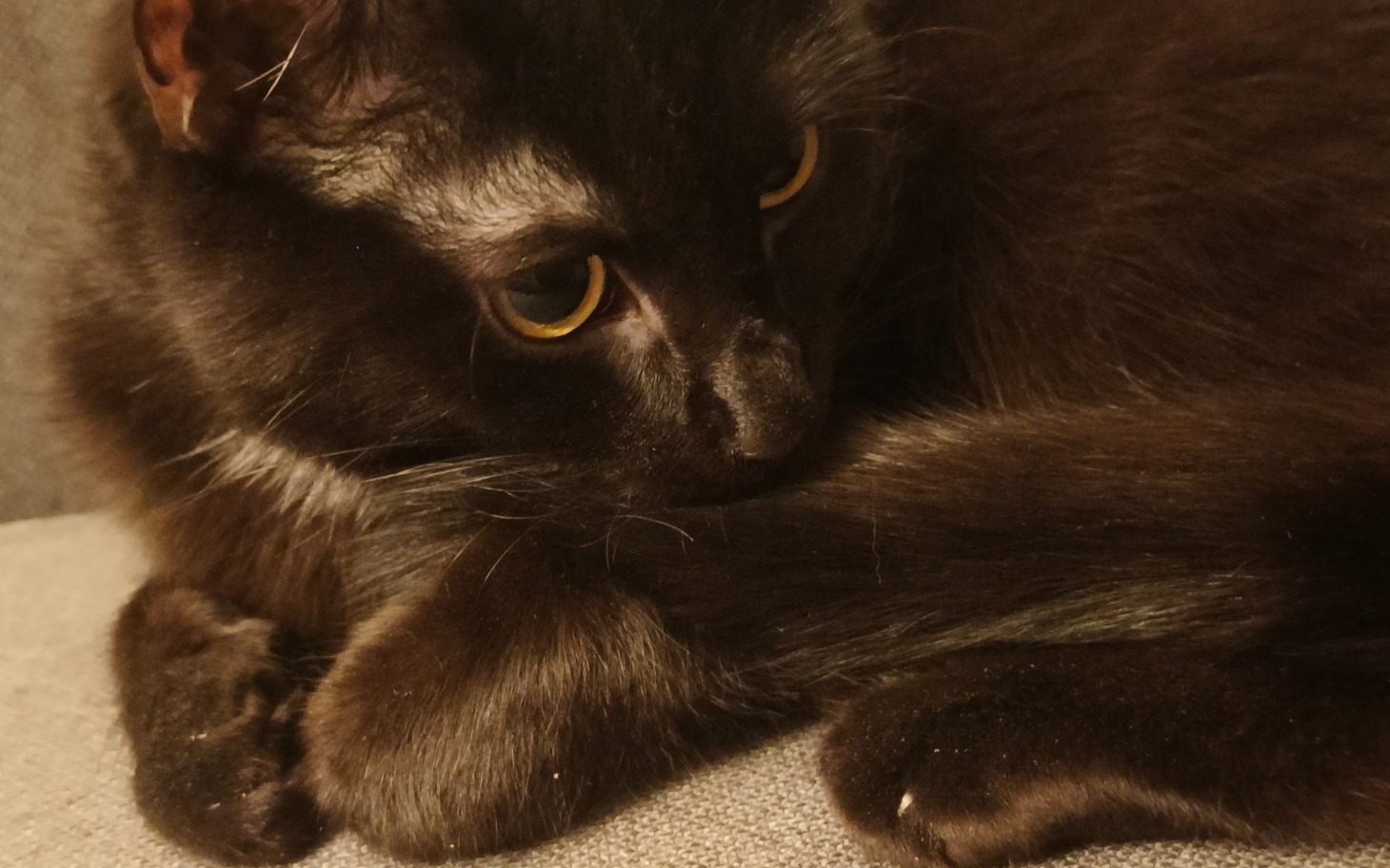 
        Czarny kot leżący na kanapie, z zamkniętymi oczami.
    