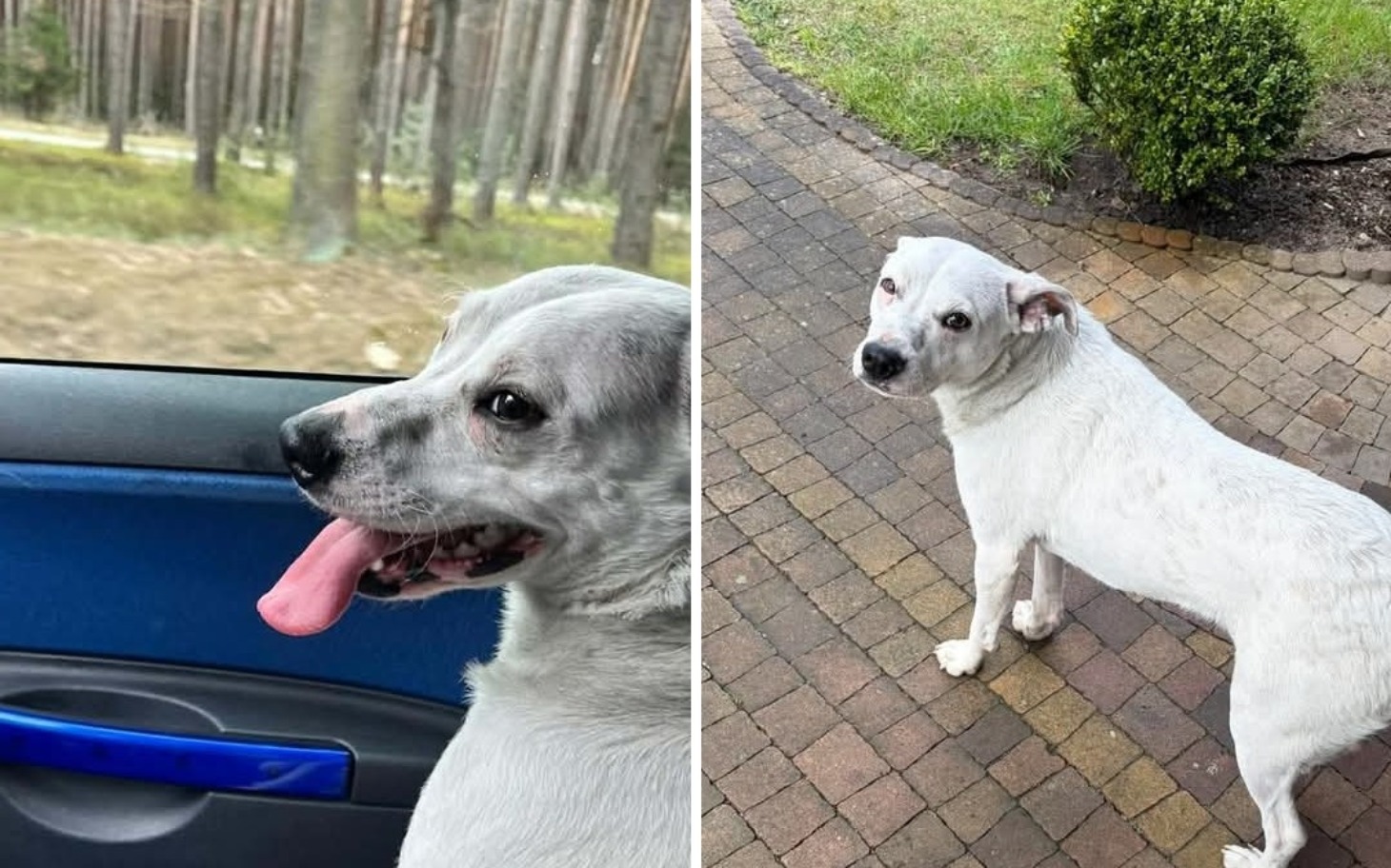 
        Dwa zdjęcia psa, jedno w samochodzie, drugie na zewnątrz.
    