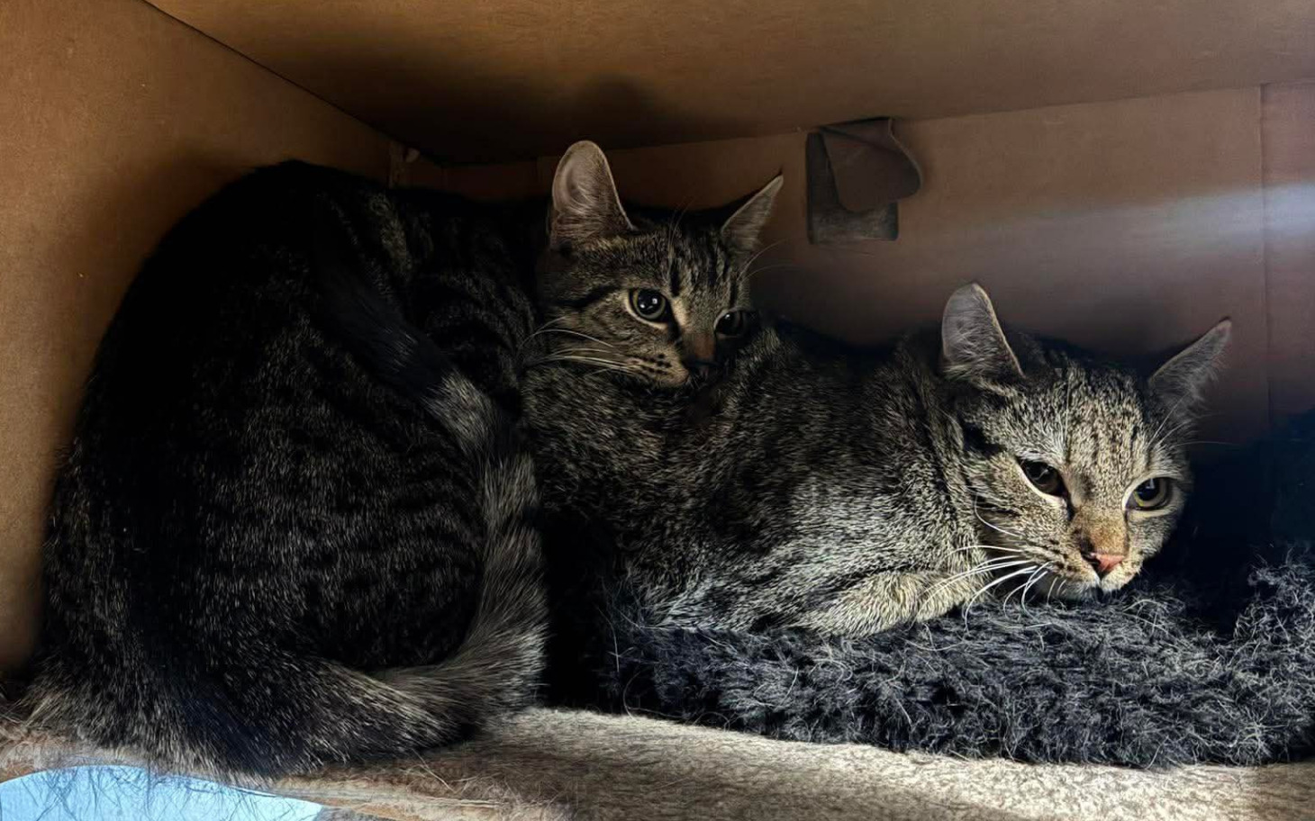 
        Dwa koty w kartonowym pudełku, przytulone do siebie.
    