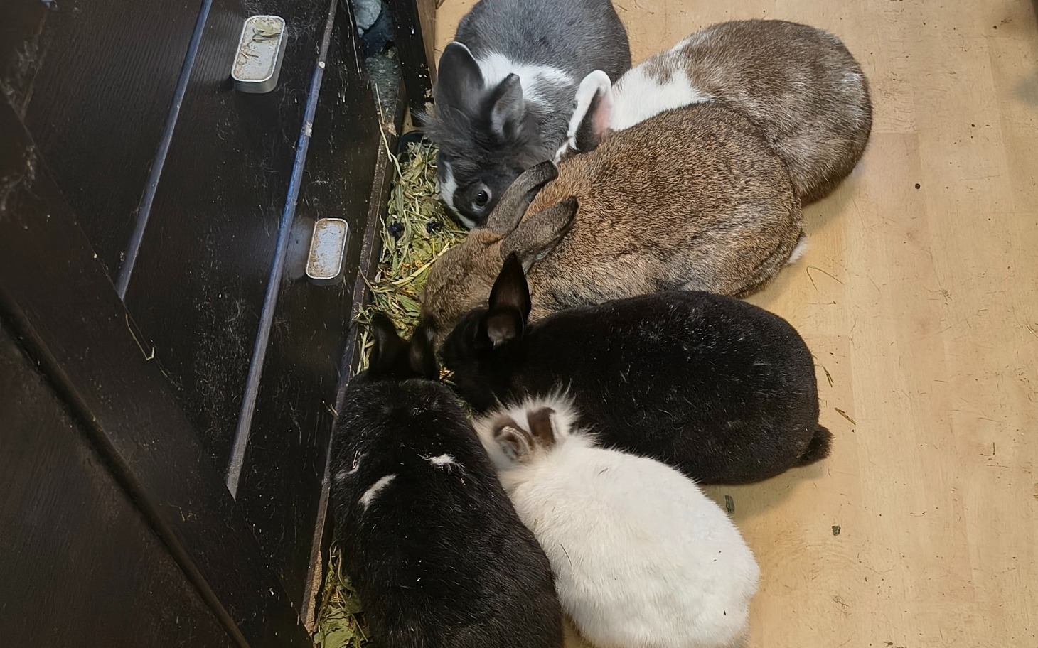 
        Grupa królików je trawę na podłodze, w różnych kolorach.
    