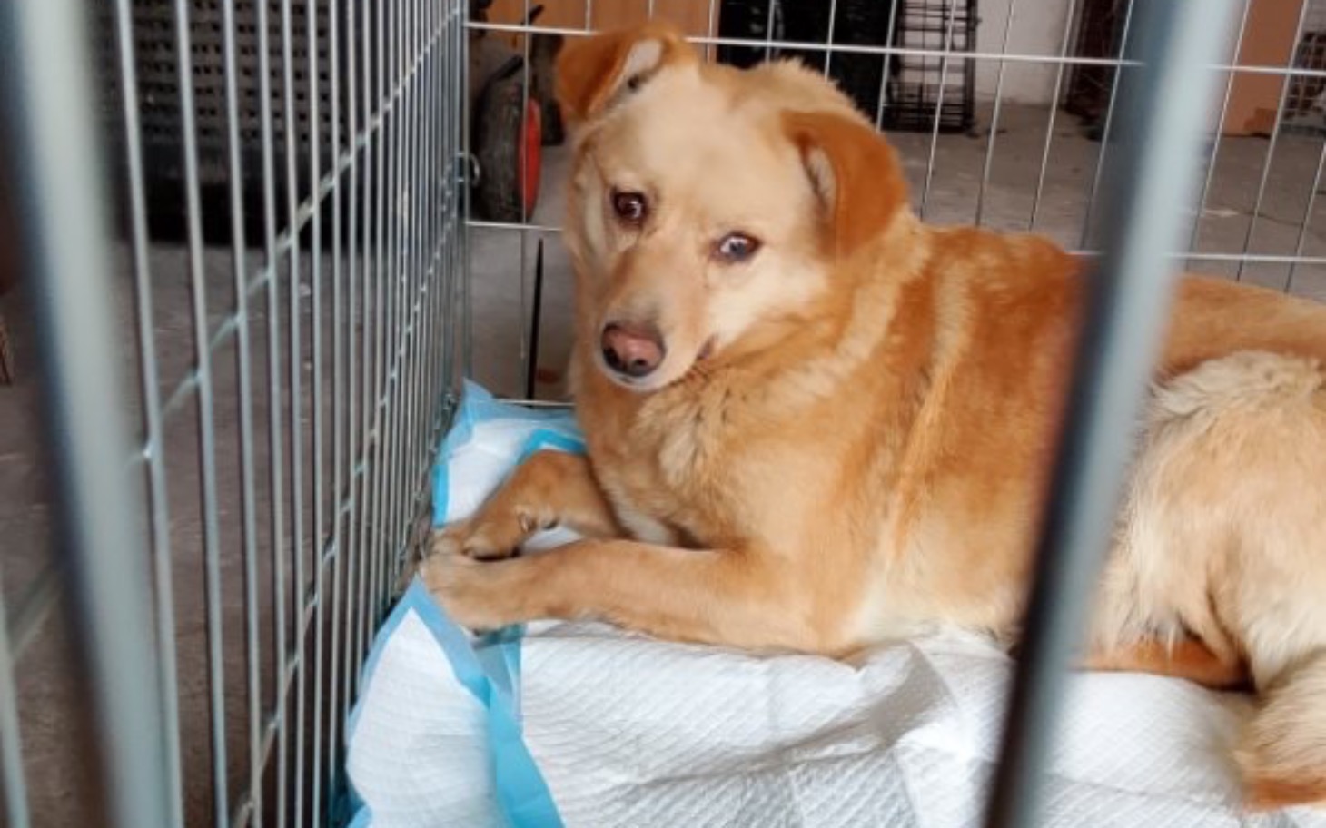 
        Zbiórka Transport suka i szczeniaki - zdjęcie główne
    