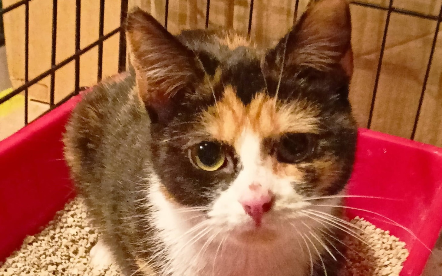 
        Dzieci z niepełnosprawnościami potrzebują wsparcia.
    