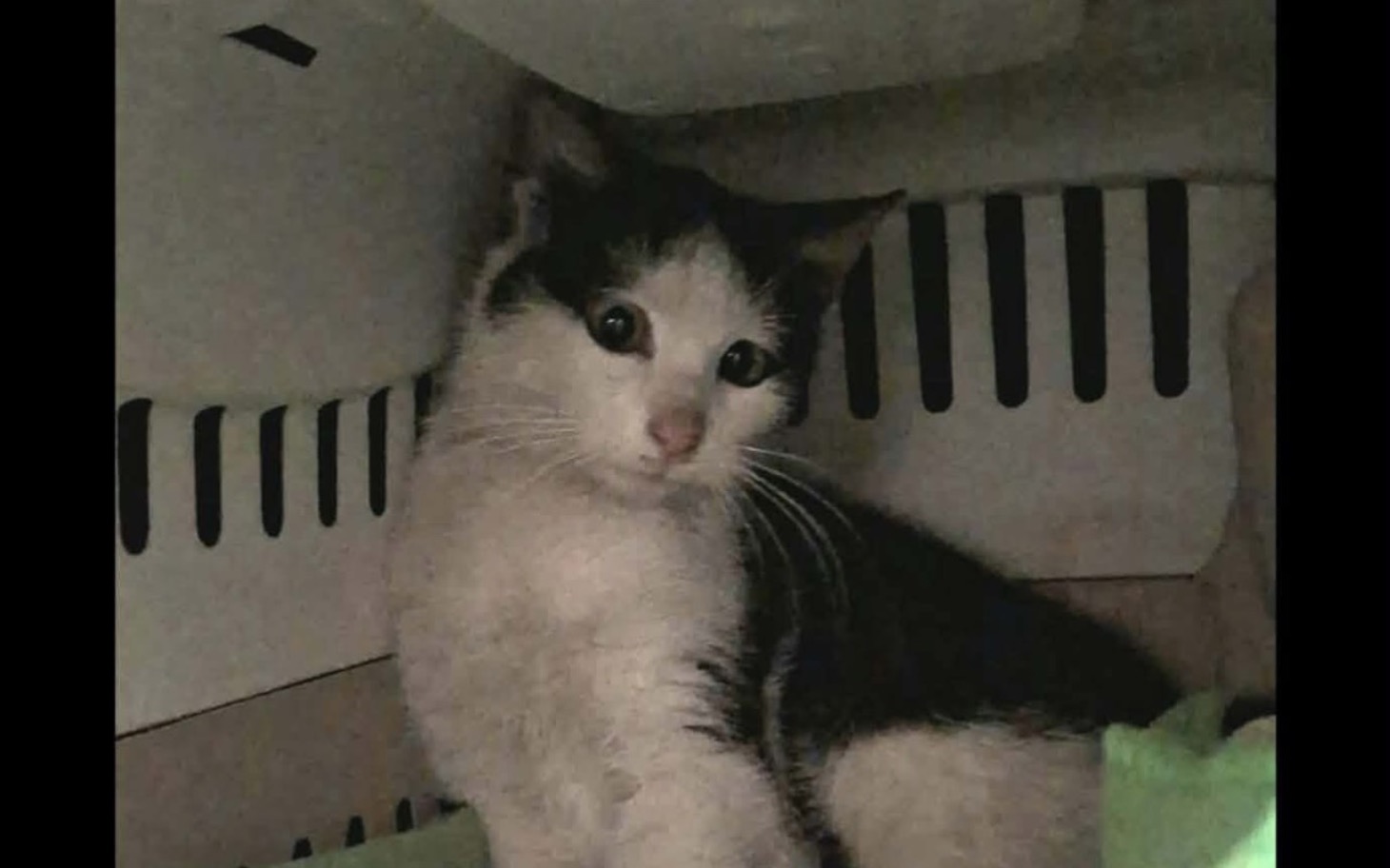 
        Kot w transporterze, wygląda na zaniepokojonego.
    