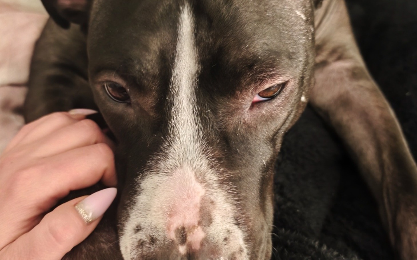 
        Zbliżenie na psa leżącego na kanapie.
    