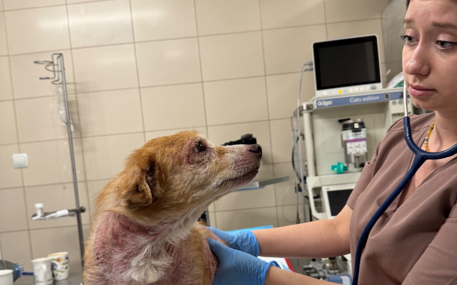 
        Weterynarz trzyma psa w klinice, zwierzę wygląda na chore.
    