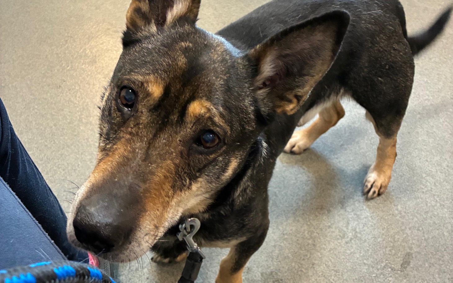 
        Pies w schronisku, czeka na nowy dom i miłość.
    