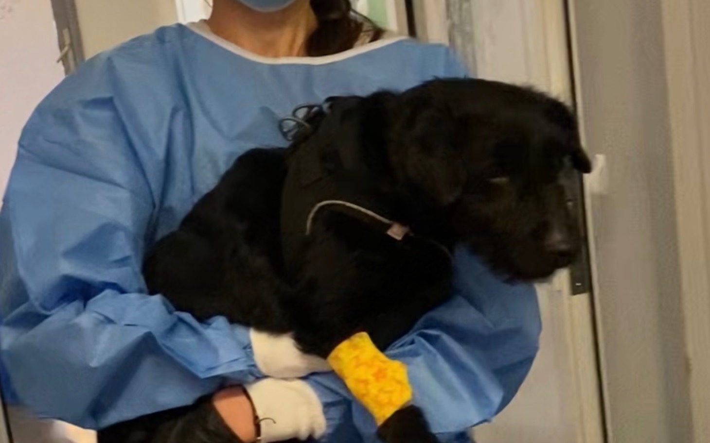 
        Weterynarz niosący czarnego psa z opatrunkiem na łapie.
    