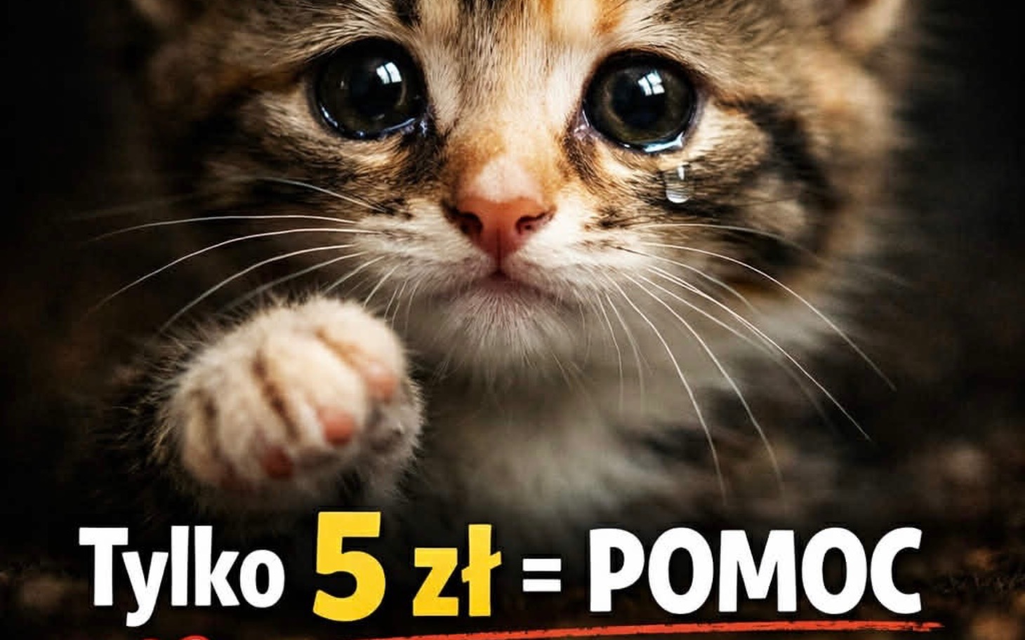 
        Plakat z kotkiem i hasłem o pomocy.
    