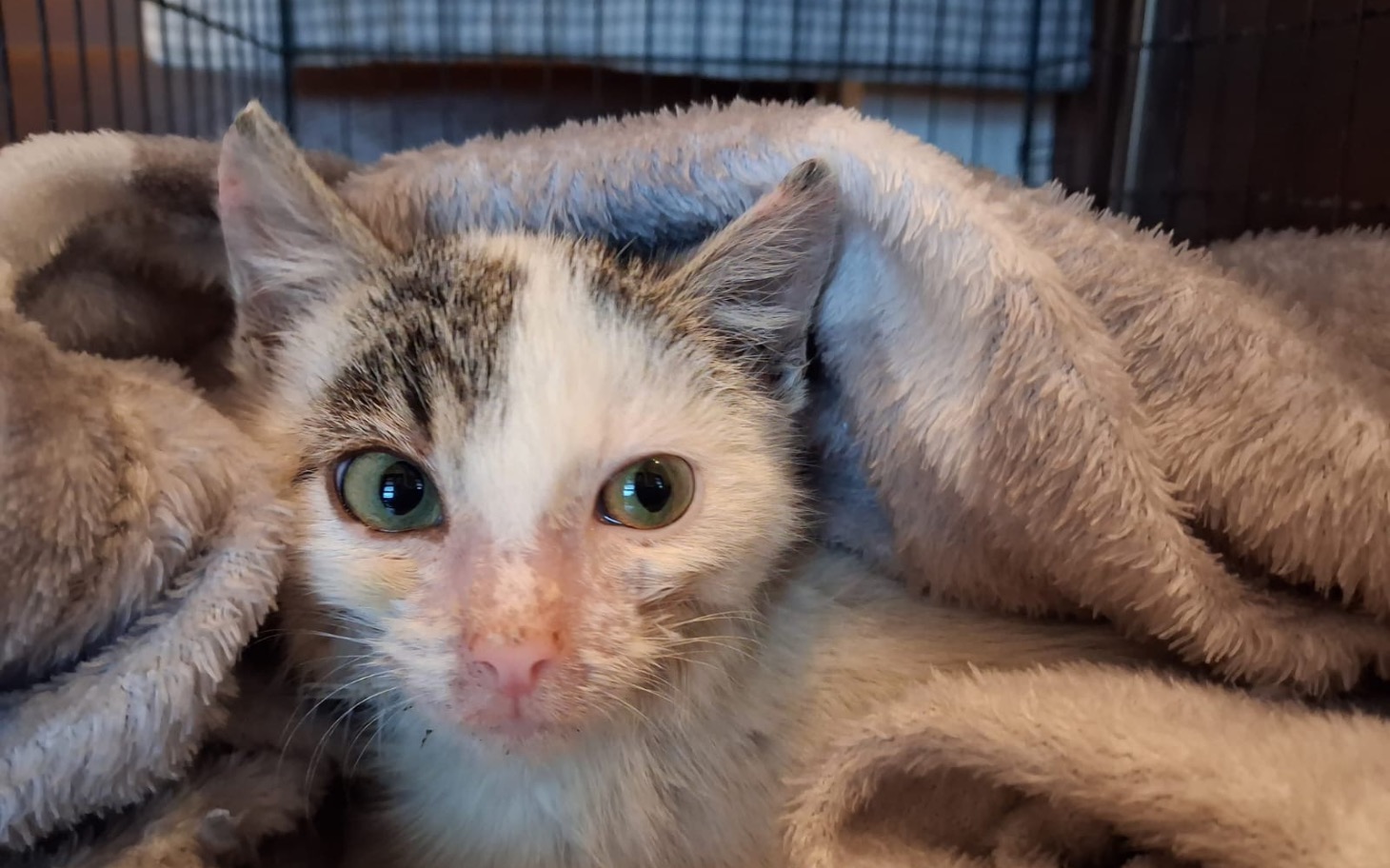 
        Kotek owinięty w koc, z dużymi zielonymi oczami.
    