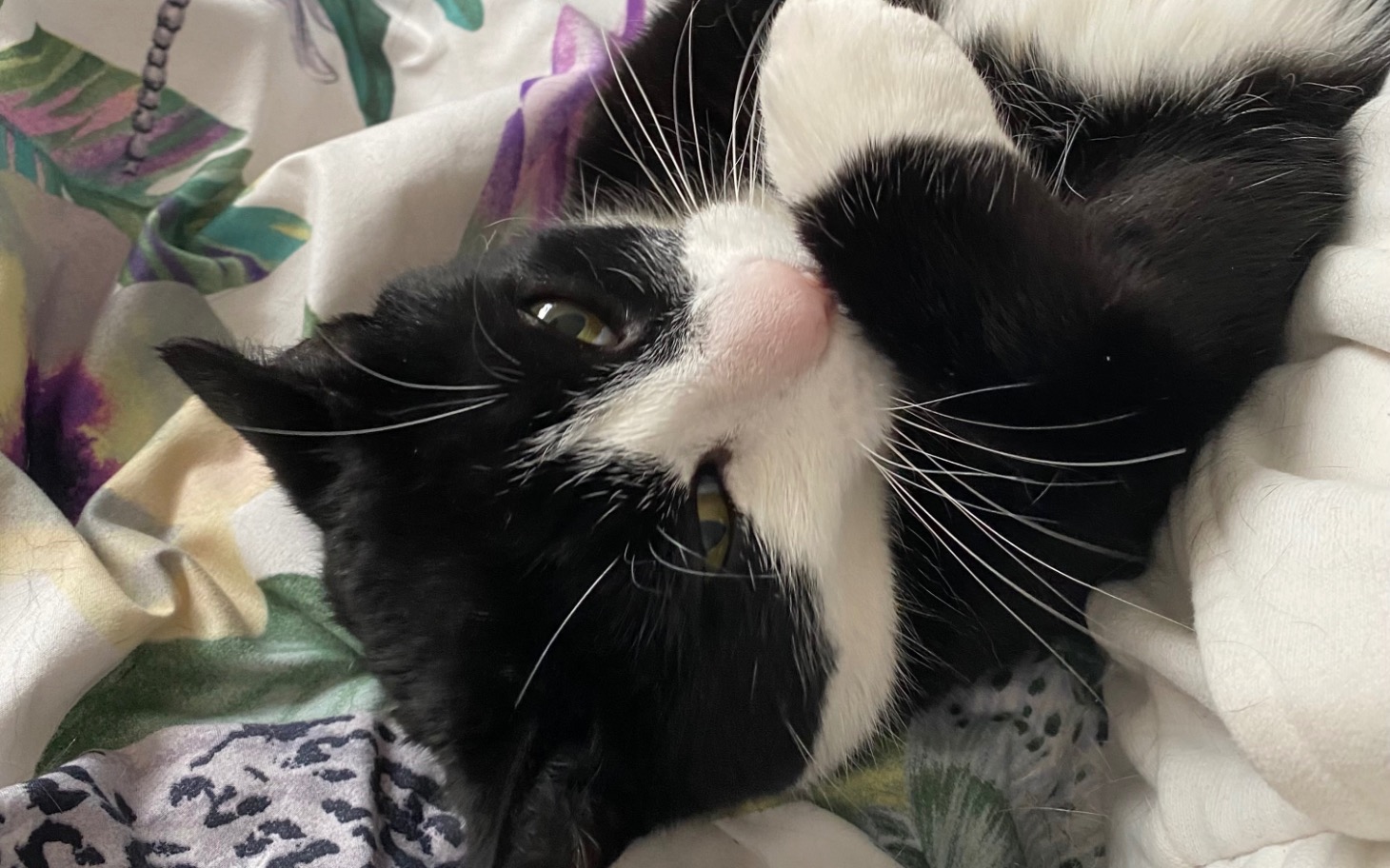 
        Czarny kot w pozycji relaksacyjnej na kocu.
    